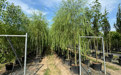 Salix babylonica